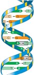 DNA small